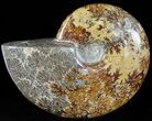 Wide Polished Cleoniceras Ammonite - Madagascar #49440-1